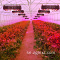 Red Spectrum LED Grow Light för blomma